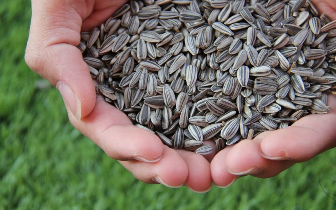 Inspiratiekaart ‘Optoppen met zaden’