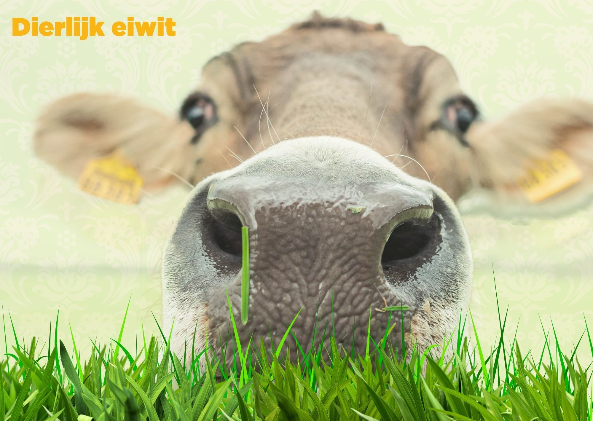 Informatiekaart ‘Dierlijk eiwit’